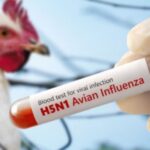 Cambodia Reports 12th H5N1 Case as Medical Experts Urge Vigilance on Bird Flu Symptoms